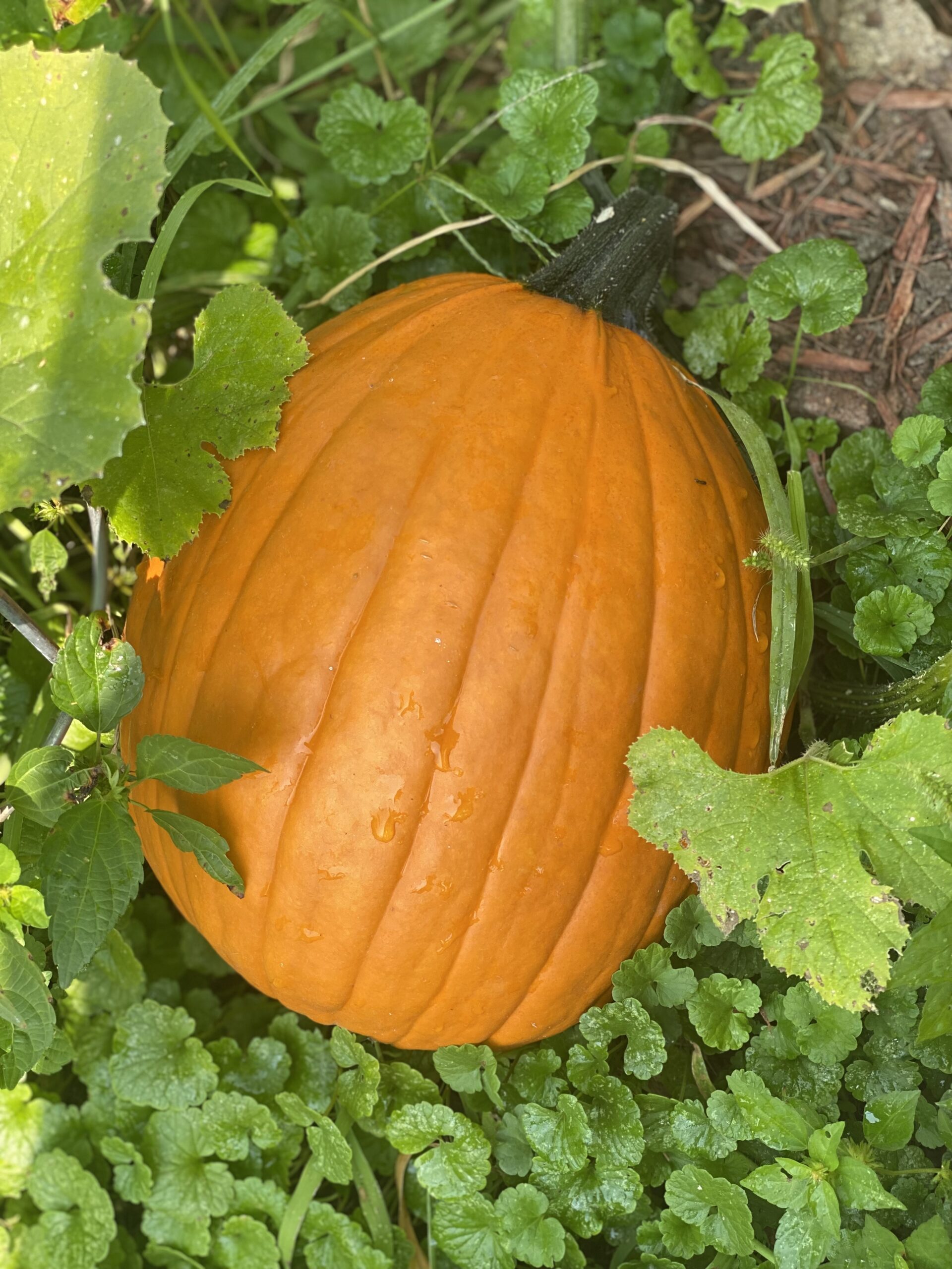 Happy Fall Garden Season!