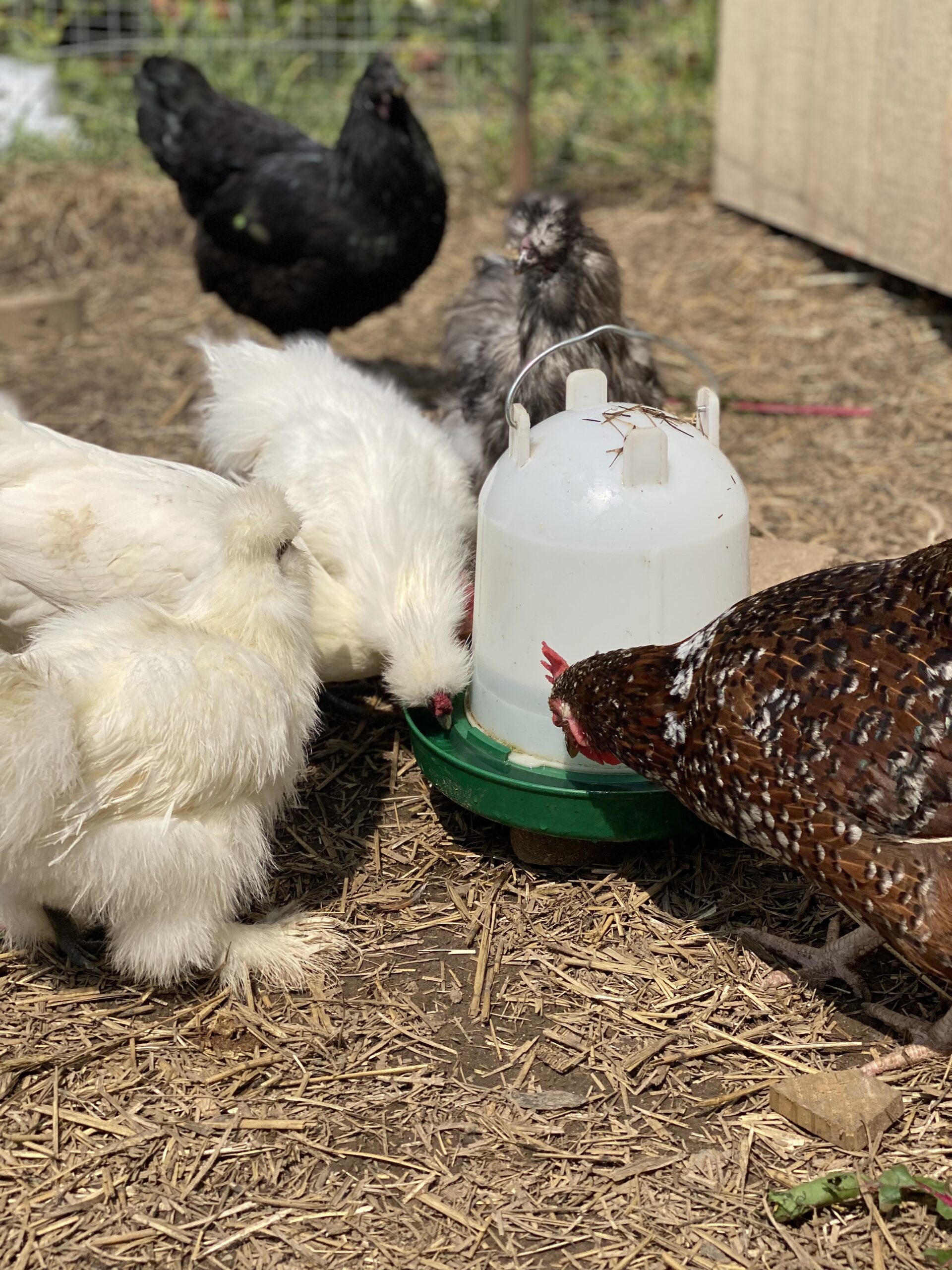 The Hens of Highlands Trail